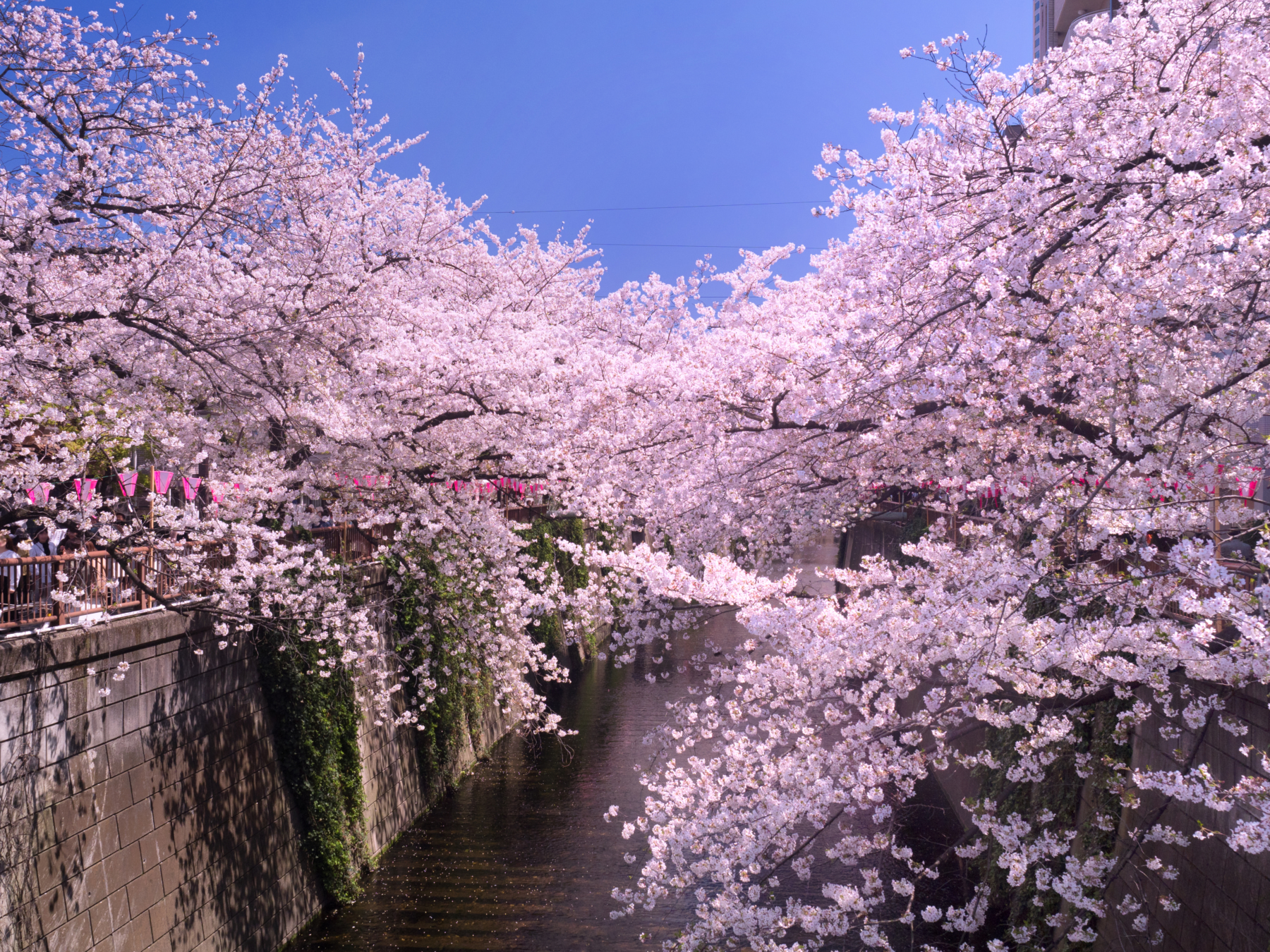 nakameguro guide, what to do in nakameguro