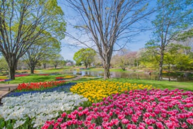 showa kinen park tulip garden