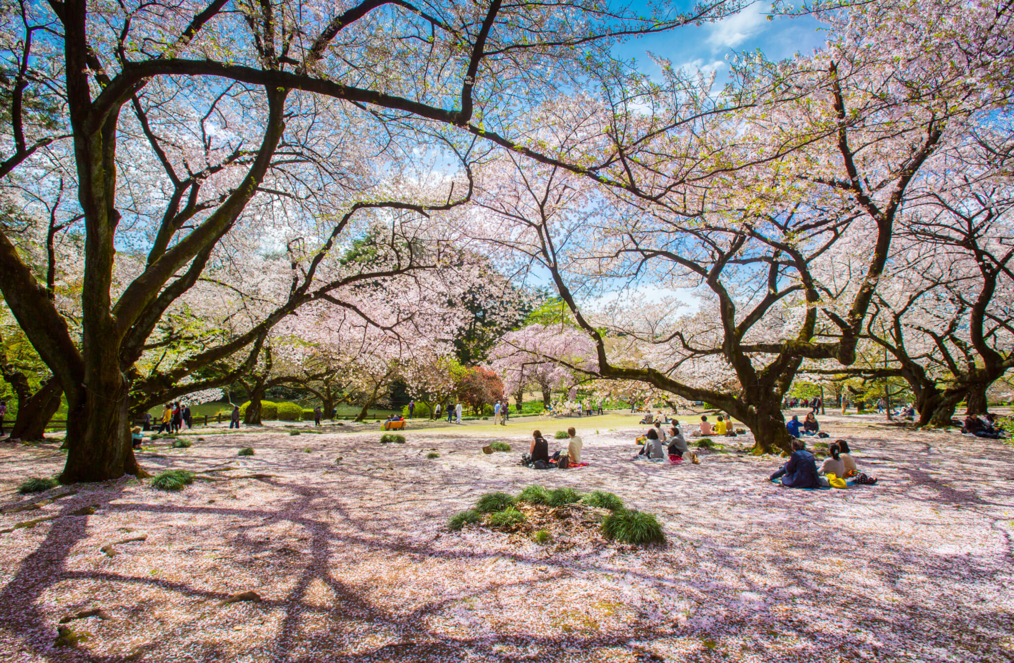 ueno park guide