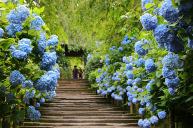Meigetsuin Temple japan in june